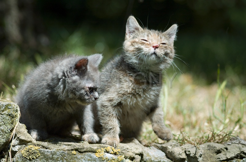 BRITISH SHORTHAIR C034.jpg